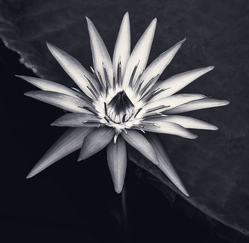 Victoria Water Lily - бесплатный image #466571