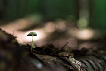 Forest Mushroom - Free image #466581