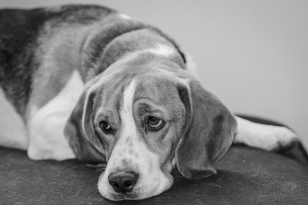 Sad beagle - image gratuit #466841 