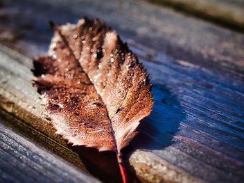 Herbstblatt - Autumn leaf - бесплатный image #466971