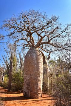 Baobabs, Spiny Forest - image gratuit #467091 