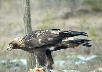 The golden eagle on the dining table - бесплатный image #467241