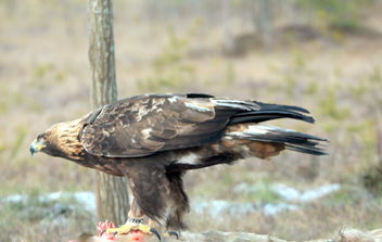 Ringed Golden eagle on the catch - Free image #467281