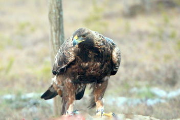 The golden eagle on the catch - Kostenloses image #467351