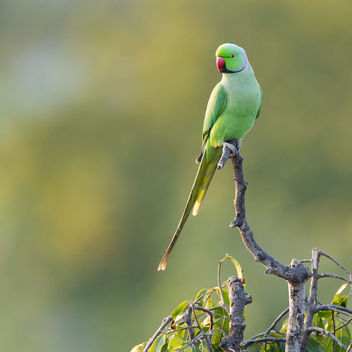 A Parakeet Portrait! - image gratuit #467451 