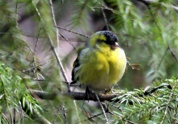 Siskin,,yellow and green - image gratuit #467891 