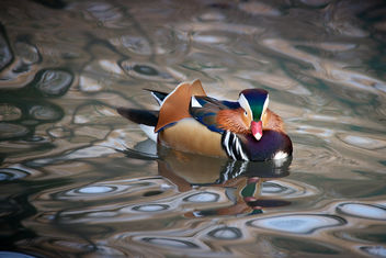 Mandarin duck - image gratuit #468051 