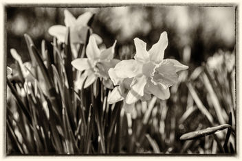 Daffodils - Free image #468121