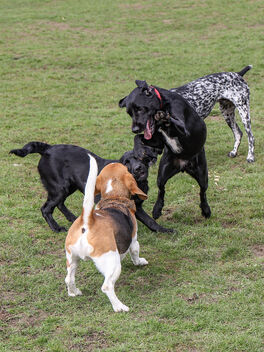 Beagles at play - 15 - image gratuit #468181 