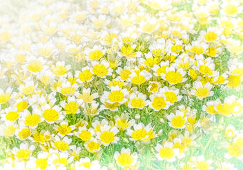 Field of Flowers - Kostenloses image #468331