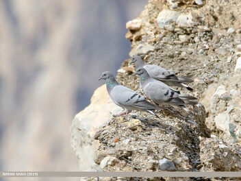 Hill Pigeon (Columba rupestris) - image #468351 gratis