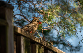 Female Cardinal on My Fence - image gratuit #468371 