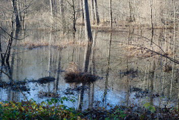 swamp. Best viewed large. - image gratuit #468621 