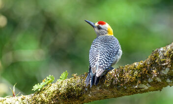 Hoffman's Woodpecker (male) - image gratuit #468941 