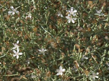 bush wirelettuce, Stephanomeria pauciflora - бесплатный image #469041