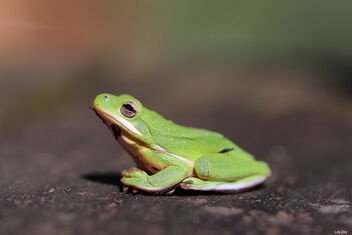Green Treefrog - image #469151 gratis