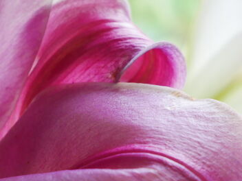 pink petals - image gratuit #469161 