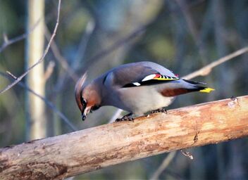 Waxwing - Free image #469271