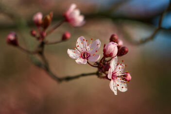Cherry Blossom - image gratuit #469461 