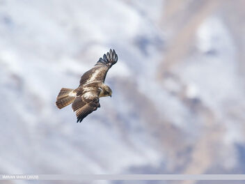 Booted Eagle (Hieraaetus pennatus) - бесплатный image #469511