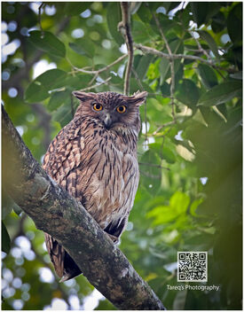 Brown fish owl - image #469581 gratis