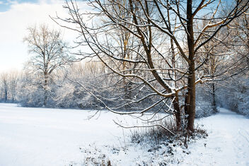Winter in the park. Best viewed large. - бесплатный image #469811