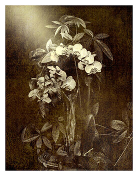 Orchids Amidst Foliage (Subtitle: Orchids in Isolation) - Kostenloses image #469851