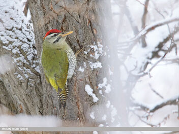 Scaly-bellied Woodpecker (Picus squamatus) - Free image #470001
