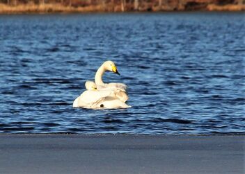 Two swans,, - бесплатный image #470191