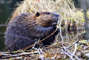 The beaver puppy - бесплатный image #470311