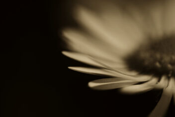 Sepia daisy. - Free image #470331