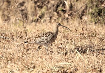 The curlew in the field - бесплатный image #470351