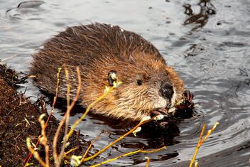 The beaver puppy - бесплатный image #470521