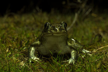 Spade-foot toad (Pelobates cultripes) from Madrid - image gratuit #470531 