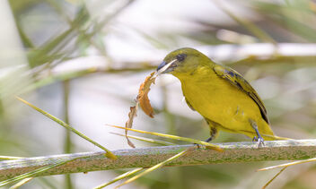 Thick-billed Euphonia (female) - Free image #470561