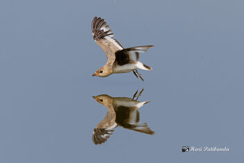 A Small Pratincole in Flight over the water - image gratuit #470821 