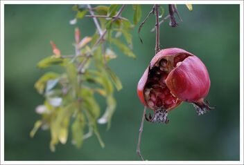 split pomegranate, ready to feed the birds - бесплатный image #470851