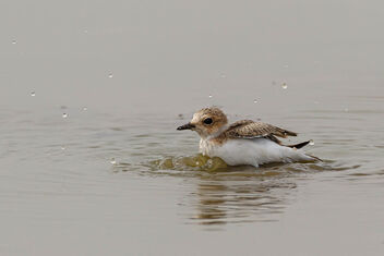 A Kentish Plover in a mud bath! - Free image #470921