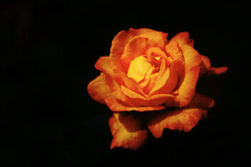 Rose. Condominium garden - Kostenloses image #471011