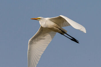 An Intermediate Egret in Flight - image gratuit #471021 