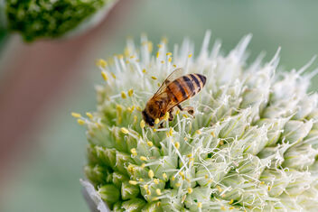 Bee pollinates onion flower, closeup - image #471231 gratis