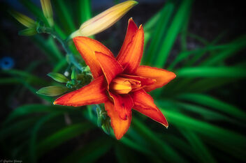 Daylily Morning Bloom - image #471291 gratis