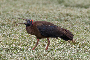 A Red Naped Ibis grabbing an insect for meal - image #471581 gratis