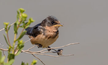 Barn Swallow (juvenile) waiting for parents to feed it - бесплатный image #471711