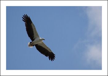 white-bellied sea eagle - image #471741 gratis