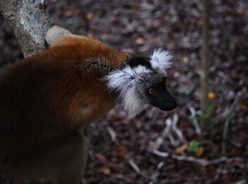 Ruffed Lemur - image gratuit #471811 