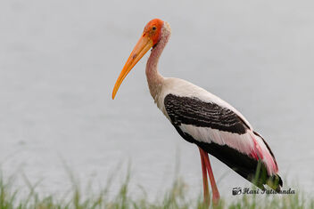 A Painted Stork on the lake banks - image #471911 gratis