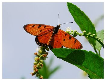 butterfly full of pollen on its wings - image gratuit #471951 