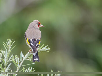 European Goldfinch (Carduelis carduelis) - image gratuit #471981 
