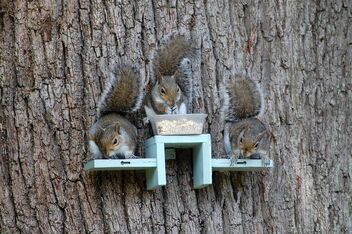 3 Squirrels - image gratuit #472031 